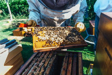 honey production and bees keeping