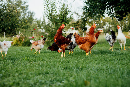 Chickens on the farm