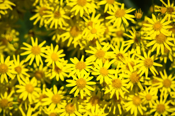 Соцветие желтых полевых цветов.