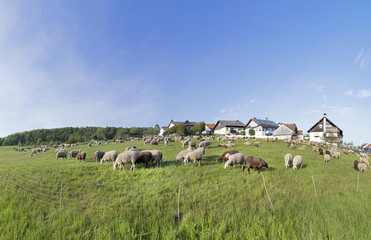 herd of sheeps grazing at the meadow