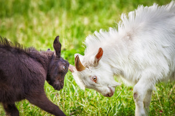 fighting of goats