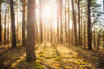 Sunset Sunrise In Autumn Forest Trees. Nature Woods