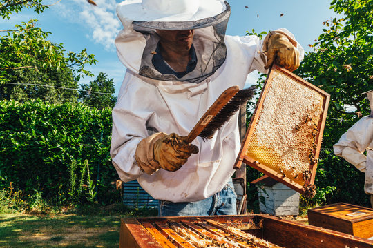 honey production and bees keeping