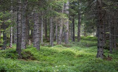 Obraz premium Coniferous forest in southern Austria