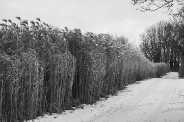 Tall grass field in winter (desaturated)
