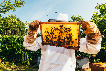 honey production and bees keeping