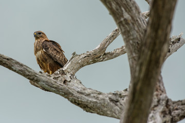 South Africa eagle watching on dead tree