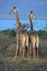 south africa giraffe