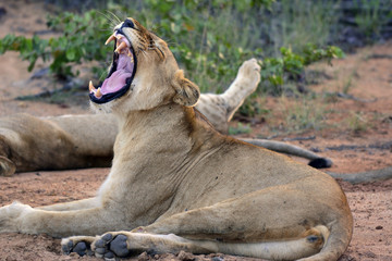 south africa lion