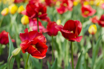 Red beautiful tulips field in spring time, seasonal natural floral background
