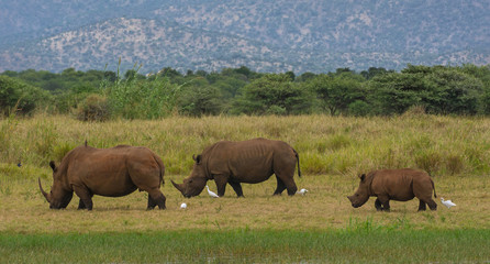 south africa rhinozeros