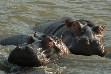 South Africa two hippos