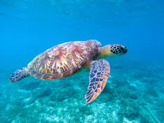 Fotobehang Green sea turtle in sea water. Cute sea turtle closeup. Marine species in wild nature. © Elya.Q