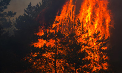  wildfire at sunset, burning pine forest .