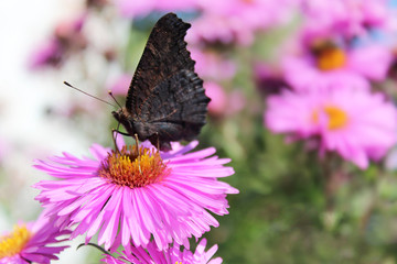 peacock eye on the aster