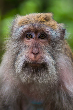 Monkey forest, Bali Indonesia
