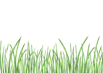 Fototapeta premium Watercolor green grass