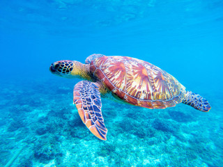 Fototapeta premium Green sea turtle closeup. Big green sea turtle closeup. Marine species in wild nature.