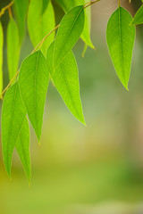 Eucalyptus green leaves abstract background with sun shining and copy space