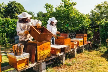 Photo sur Aluminium Abeille production de miel et élevage d& 39 abeilles