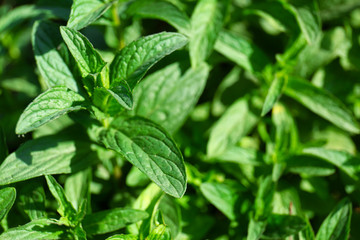 Fresh green mint in garden