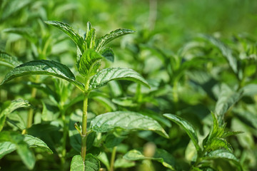 Fresh green mint in garden