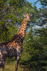 south africa giraffe