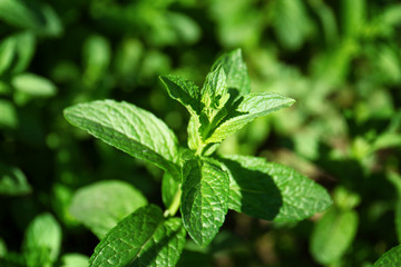 Fresh green mint in garden