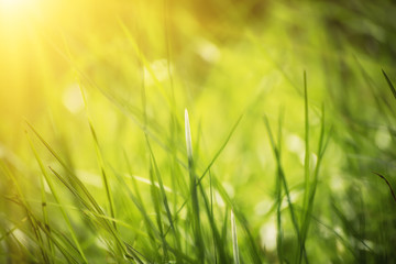 Obraz premium Natural abstract soft green summer eco sunny background with grass and light spots