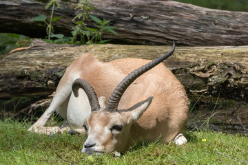 Tierpark Oberwald