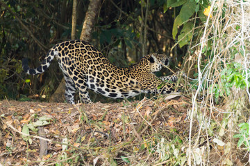Fototapeta na wymiar Jaguar from Pantanal, Brazil