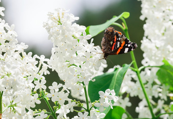 butterfly on a white lilac