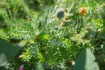 Ветви корейской горной пихты.