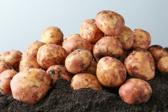 Young potatoes on ground against light background