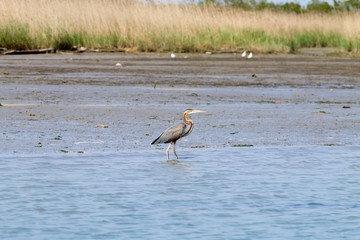 Purple heron close up.Po river lagoon