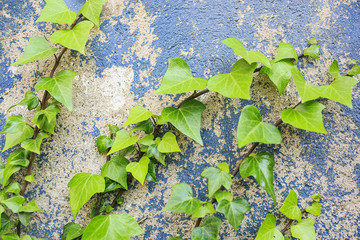 Texture wall fragment