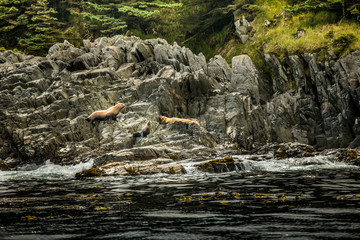 Sea Lion relaxing on the coast of Haida Gwaii. British Columbia. Canada