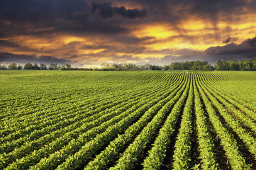 Rows of soy field plants in sunset - obrazy, fototapety, plakaty