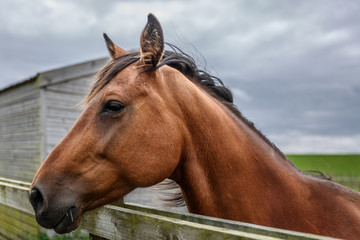 Close-up of a brown breed horse on a green farm
