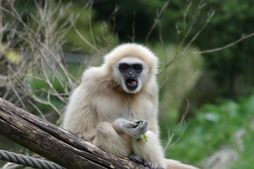 Gibbon beige