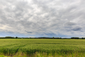 Grass and vegetation in the field on a cloudy day