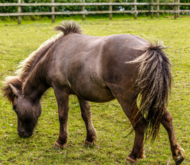 Close-up of a small horse is grazing in the middle of a farm