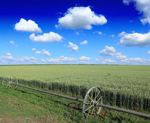 field of wheat and irrigation equipment