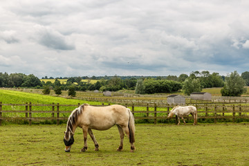 Naklejka na ściany i meble Two small white horses grazing on a beautiful farm