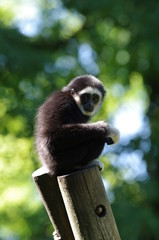 Gibbon noir