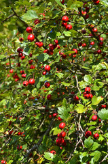 Eingriffliger Weißdorn