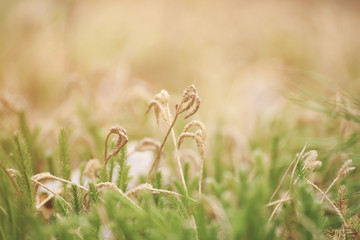 Green moss macro natural background with buds in the spring forest, seasonal new life eco concept