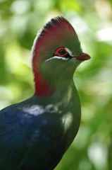 Portrait de Touraco