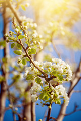 Apple tree flower blossoming at spring time, floral sunny natural background