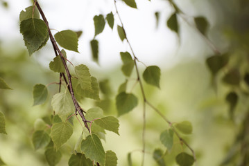 Sunny young green spring leaves of birch tree, natural eco seasonal background with copy space